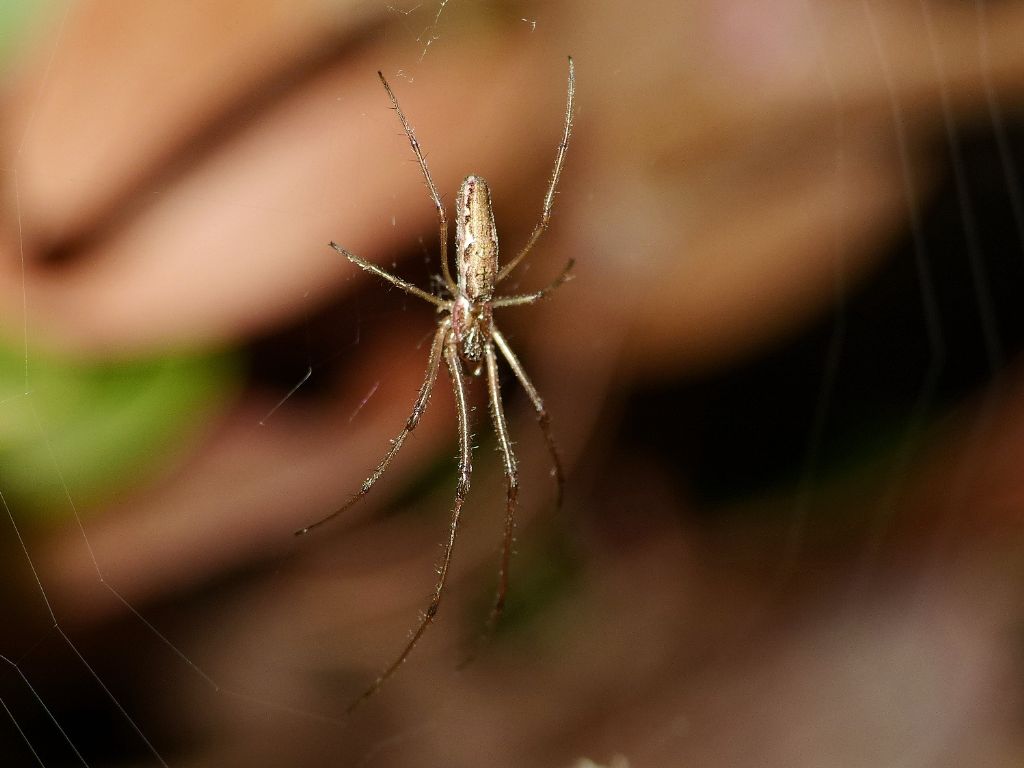 Passeggiate aracnologiche (di notte)